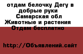 отдам белочку Дегу в добрые руки - Самарская обл. Животные и растения » Отдам бесплатно   
